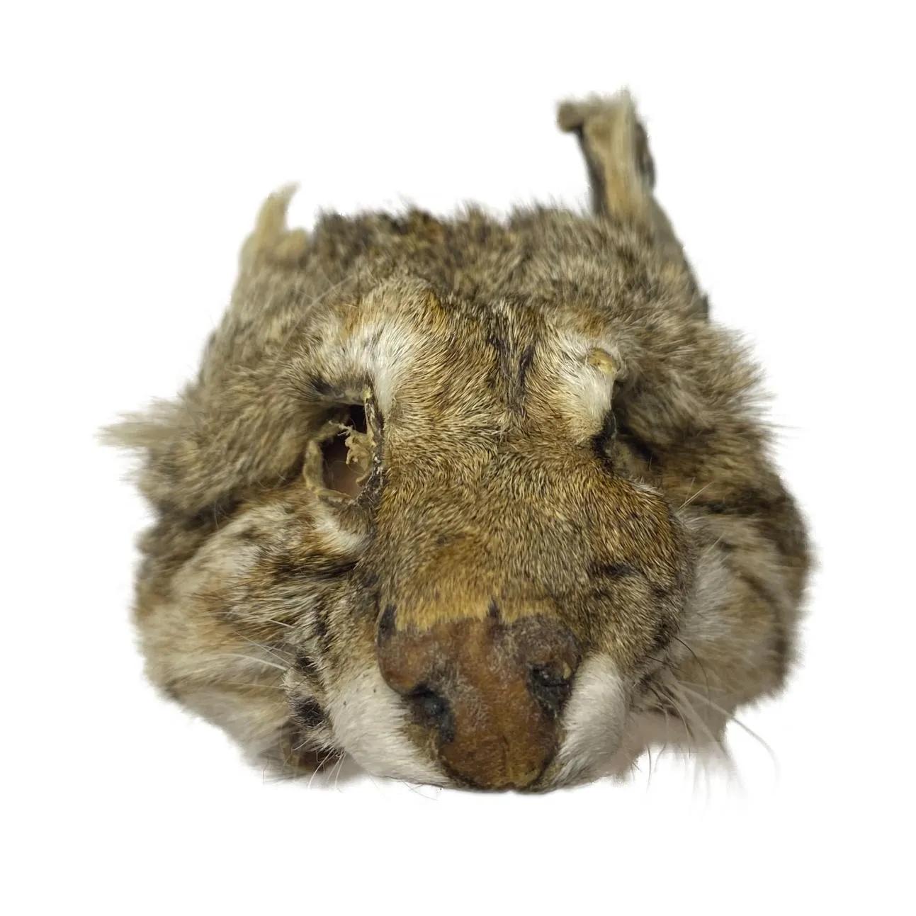 Authentic Lynx Face - Genuine Fur Animal Face for Crafts and Costumes