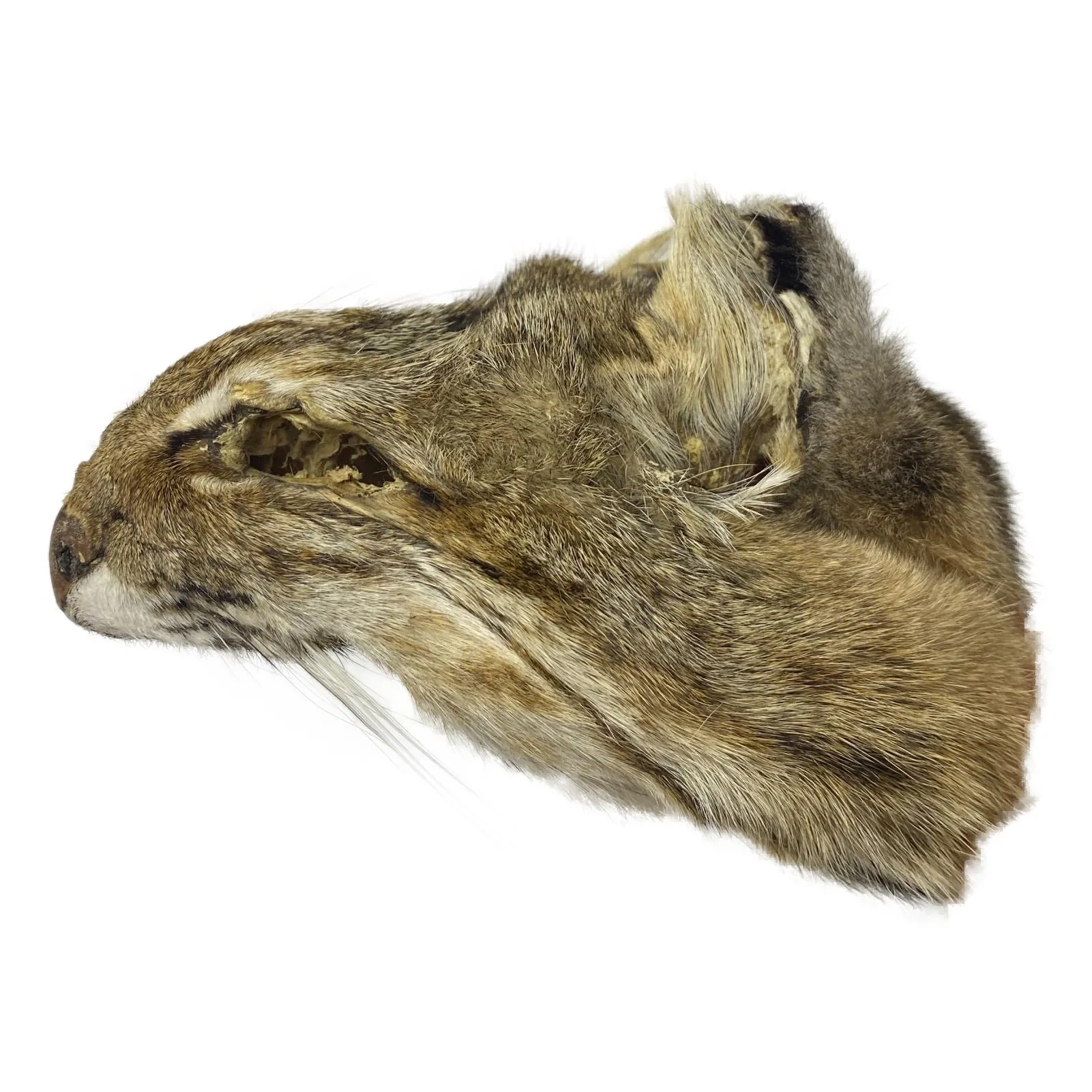 Authentic Lynx Face - Genuine Fur Animal Face for Crafts and Costumes